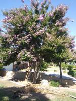Crape Myrtle Trimmed