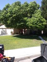 Trimmed Camphor 🌳 for Her 🎂!!! 🐵