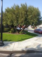 Trimmed a Sumac this is 3rd time we