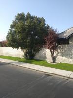 Trimmed Camphor at same house before & after