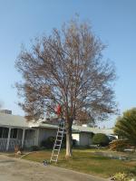 Pictures of recently trimmed trees