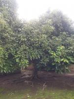 70 yr old Avocado Planted by the owner.Most Delicious.😝