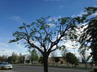 Pictures of recently trimmed trees