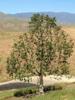 Bottle tree trim before and after!