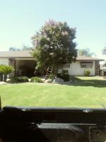 Couple of Crape Myrtles haven