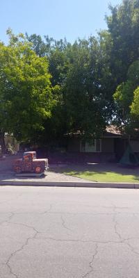 Camphor and 12 other tree