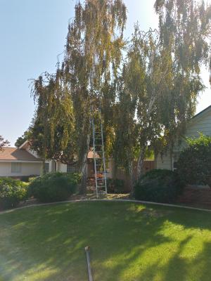 Pictures of recently trimmed trees