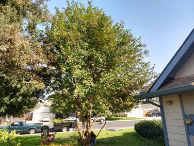 Pictures of recently trimmed trees