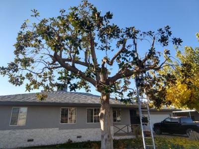 Pictures of recently trimmed trees