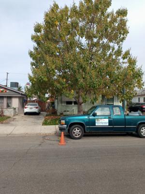 Pictures of recently trimmed trees