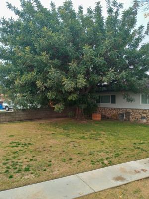 Carob tree Before & After 2nd time I