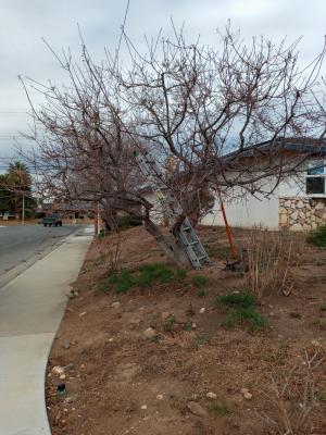 Pictures of recently trimmed trees