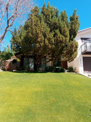 Pictures of recently trimmed trees