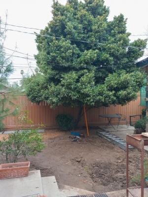 Pictures of recently trimmed trees
