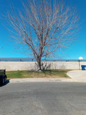 Maple Tree P.G.&E.cleared power lines.I put it back in some kind of shape.