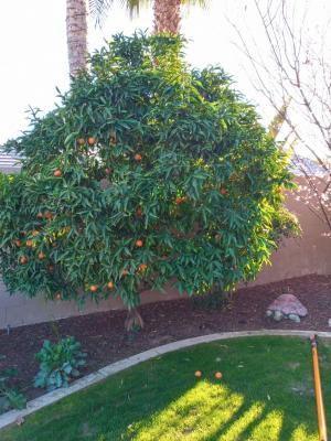 Mandarin and Plum.Trimmed them 3yrs ago.