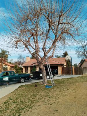 Mulberry Before & After.