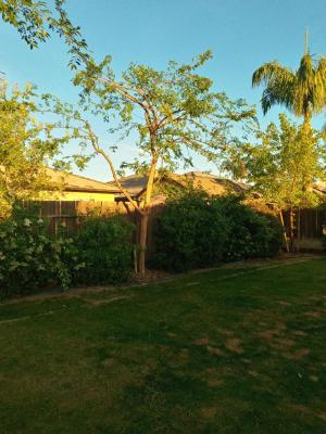 Pictures of recently trimmed trees