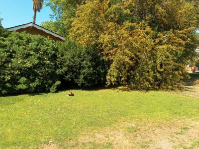 Pictures of recently trimmed trees