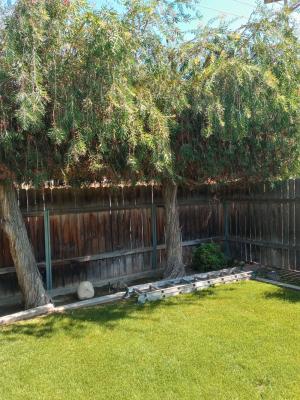 Pictures of recently trimmed trees