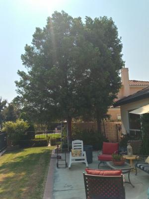 Pictures of recently trimmed trees