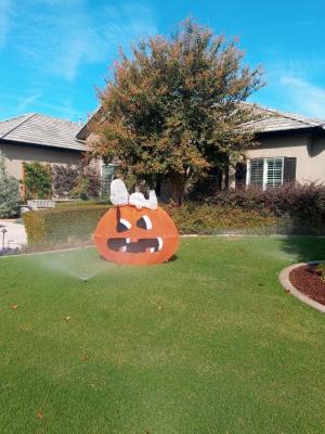Two Crape Myrtles & Two Magnolias. Before And After.
