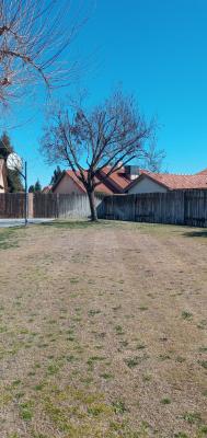 Pictures of recently trimmed trees