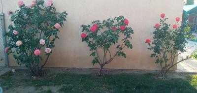 Pictures of recently trimmed trees