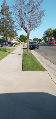 Removal of Dead flowering plum.