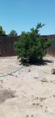 Trimmed mandarin orange.