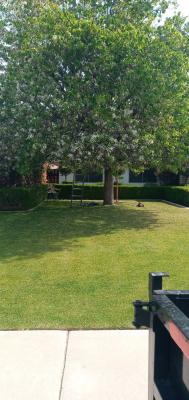 Large Flowering Pear Before & After.😃