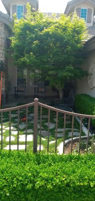 Japanese maple trimmed Before & After.