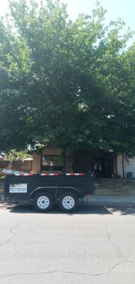 Mulberry Tree He said remove it But I said I could save it