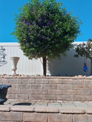 Pictures of recently trimmed trees