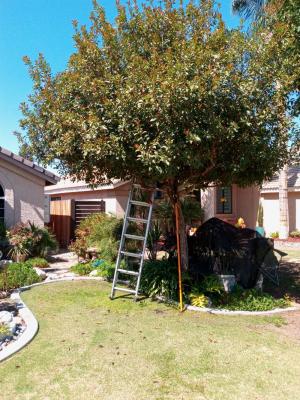 Pictures of recently trimmed trees