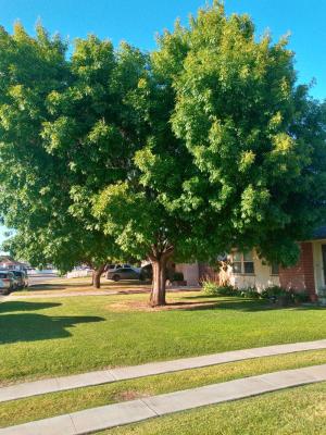 Pictures of recently trimmed trees