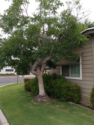 Pictures of recently trimmed trees