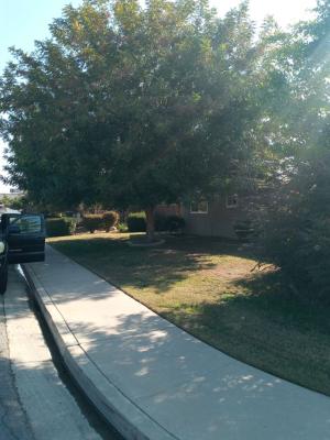 Trimmed pistachio and flowering pear