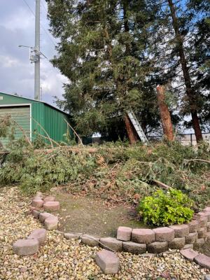 Pictures of recently trimmed trees