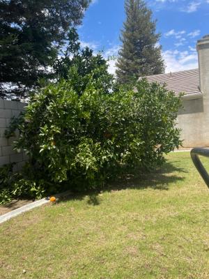 Naval Orange Tree’s I Trimmed Them 3 yrs ago.Before & After.