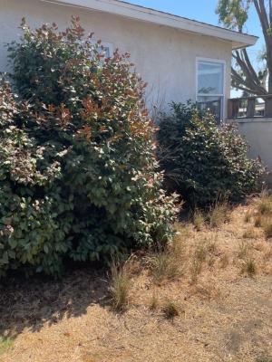 Pictures of recently trimmed trees