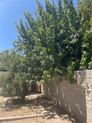 Neighbor’s Mulberry Tree—my customers Pomegranate tree !! Check it out now 😎