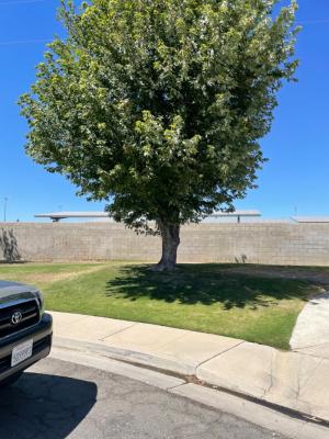 5th time I’ve trimmed this Maple tree!!Before Pg&E got to it.