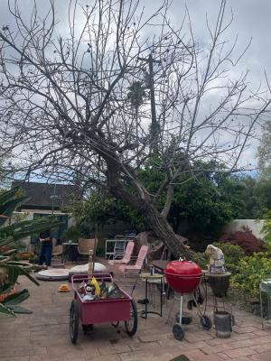 That’s A Black Walnut Tree I’ve been saving this old tree for years because i love these Walnut’s 😎👍