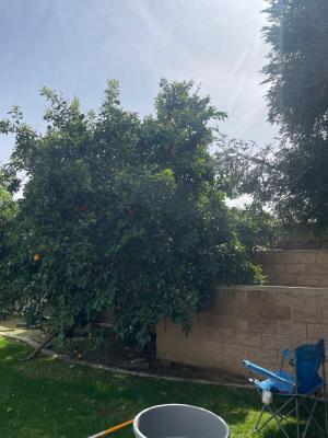 Lemon 🍋 Trimmed Before & After Also Orange 🍊 Tree😎