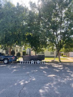 5 Big Overgrown Tree’s trimmed old Downtown Neighborhood 😎