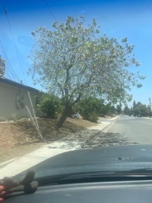 Trimming 3 Bushes not the Tree !!  Labor of Love !! 😎👍