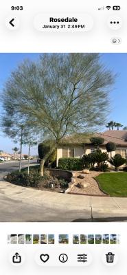 Pictures of recently trimmed trees