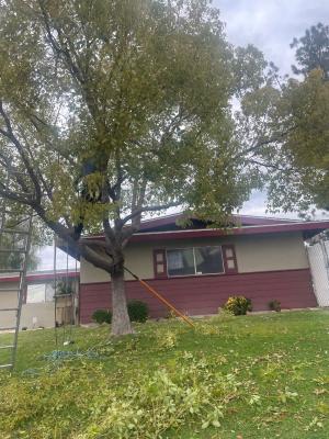 Two Camphor Tree’s trimmed Before & After By Michael and Albert !! 🇱🇷🤪😎