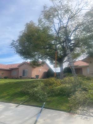 Another Camphor tree before & after !!๐คช๐ฑ๐ท